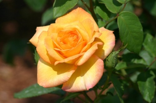 20 loài hoa hồng đẹp nhất thế giới