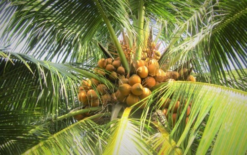 10 bài văn tả cây dừa hay nhất