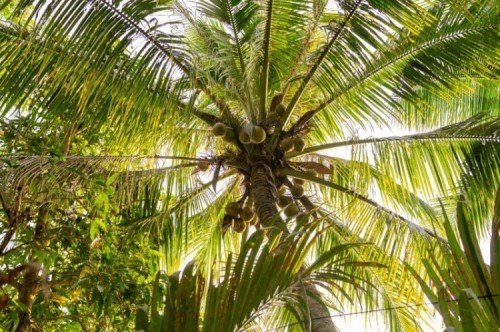 10 bài văn tả cây dừa hay nhất