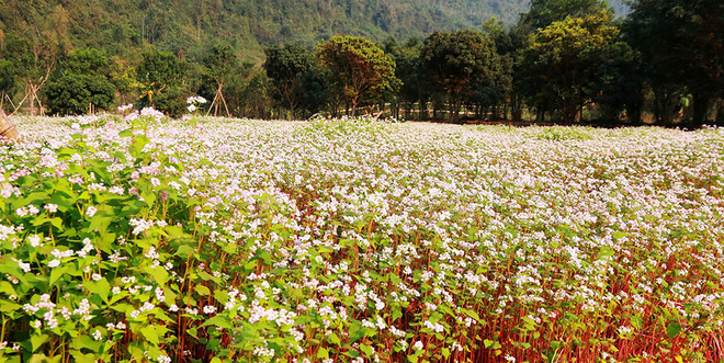 Cánh đồng hoa tam giác mạch bung nở giữa tháng giêng ở Ninh Bình