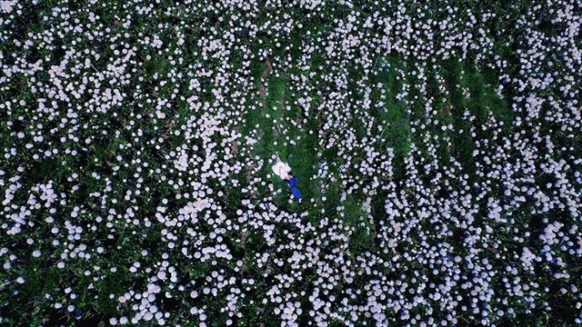 Lộ diện cánh đồng hoa cẩm tú cầu đẹp ngẩn ngơ ở Đà Lạt