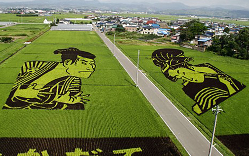 Ấn tượng nghệ thuận Tanbo trên đồng lúa Nhật Bản