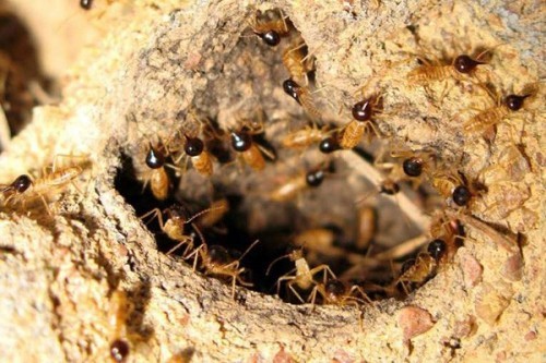 10 công ty diệt mối, côn trùng tại nhà ở đồng nai