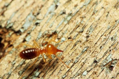 10 công ty diệt mối, côn trùng tại nhà ở đồng nai