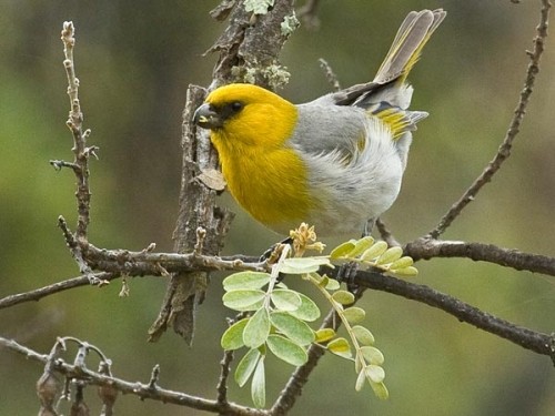 10 loài chim quý hiếm nhất thế giới