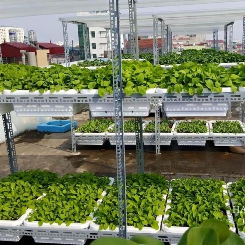 10 dịch vụ trồng rau sạch tại nhà ở Đà Nẵng uy tín nhất