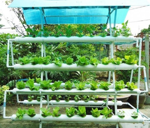 10 dịch vụ trồng rau sạch tại nhà ở đà nẵng uy tín nhất