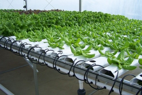 10 dịch vụ trồng rau sạch tại nhà ở đà nẵng uy tín nhất