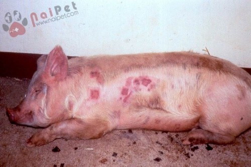 5 bệnh thường gặp ở lợn và cách phòng tránh hiệu quả nhất