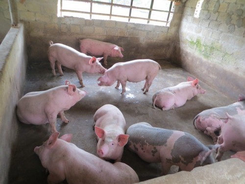 5 bệnh thường gặp ở lợn và cách phòng tránh hiệu quả nhất
