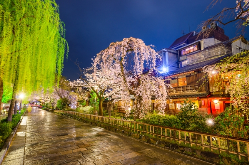 cố đô kyoto, đặt phòng, điểm đến, hoa anh đào, thưởng ngoạn hoa anh đào ở cố đô kyoto