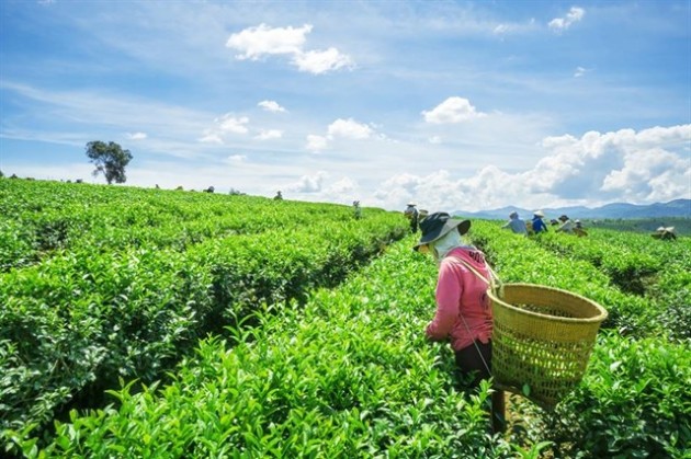 du lịch đà lạt, điểm đến, đồi chè cầu đất, lữ tấn inn, nhà ga đà lạt, rừng thông dasar, thác datanla, 8 địa điểm chụp ảnh siêu ấn tượng tại đà lạt