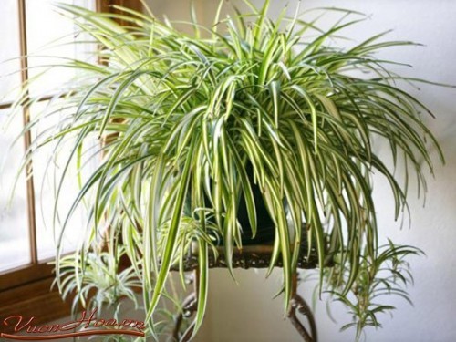 8 loại cây ưa bóng râm mang lại không khí trong lành cho ngôi nhà bạn