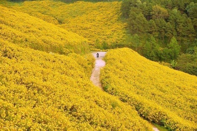 Hành trình du lịch Đà Lạt nhìn ngắm cánh đồng hoa dã quỳ nở rộ