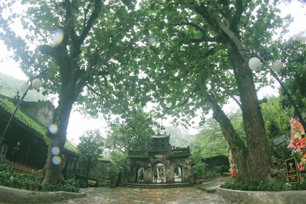 Cận cảnh 7 cây di sản độc đáo tại Đà Nẵng