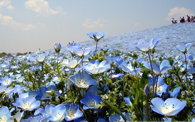 choáng ngợp trước vẻ đẹp của cánh đồng hoa xanh hitashi nhật bản
