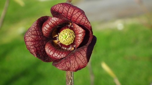 10 loài hoa nặng mùi nhất trên thế giới