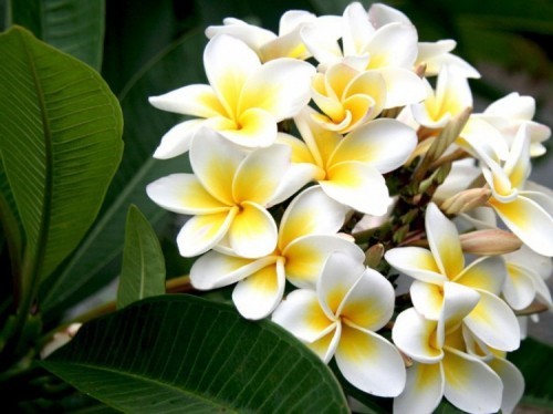 10 loài hoa có hương thơm quyến rũ nhất thế giới