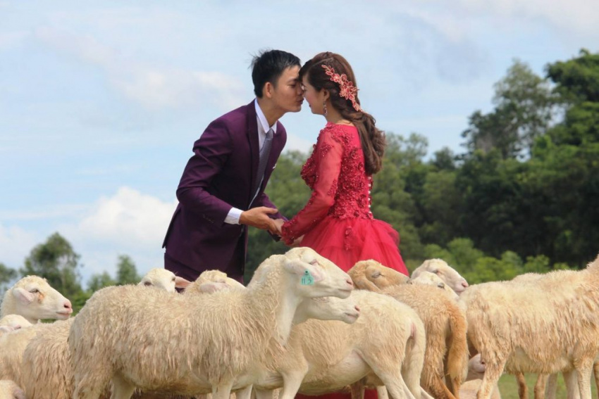 Đưa nhau đến cánh đồng cừu ở Bà Rịa, Vũng Tàu chụp ảnh cưới