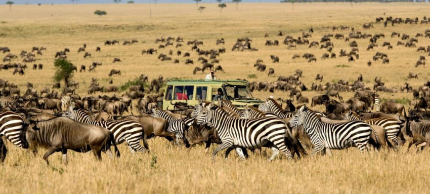 Cánh đồng linh dương Serengeti