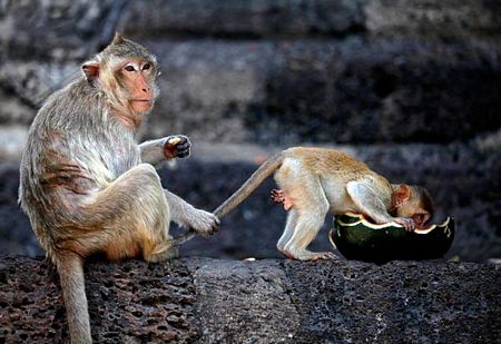 đặt phòng chudu24, đền pra prang sam yot, điểm đến, thành phố lop buri, lop buri- thành phố có hàng nghìn chú khỉ ở thái lan