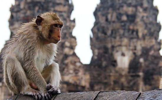 đặt phòng chudu24, đền pra prang sam yot, điểm đến, thành phố lop buri, lop buri- thành phố có hàng nghìn chú khỉ ở thái lan
