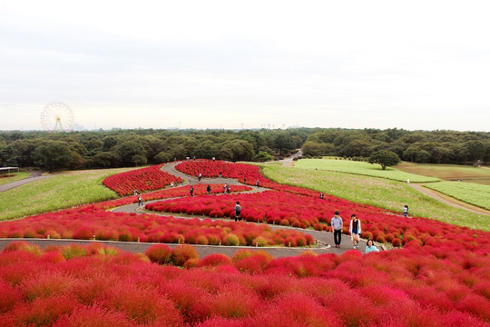 cỏ kochia, công viên hitachi, hoa anh đào, chiêm bái tượng phật bằng đồng cao nhất thế giới