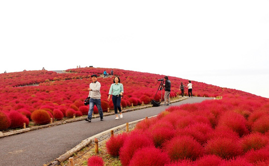 cỏ kochia, công viên hitachi, hoa anh đào, chiêm bái tượng phật bằng đồng cao nhất thế giới