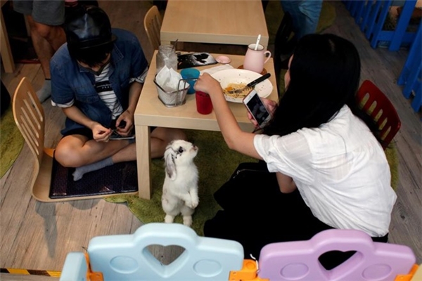 “Mê mệt” với quán cà phê thỏ siêu đáng yêu ở Hồng Kông