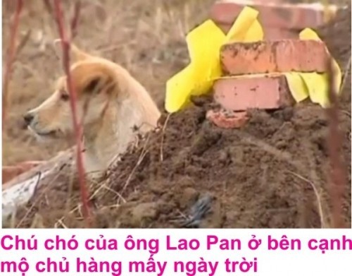 5 đặc điểm nổi bật nhất của loài chó