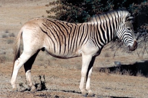 10 loài động vật đã tuyệt chủng đẹp nhất