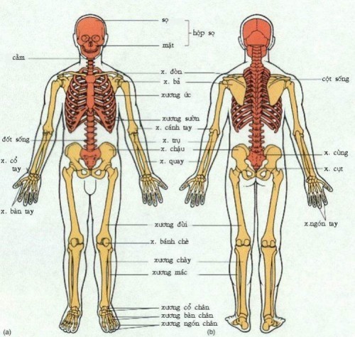 10 điều bí ẩn về bộ xương người có thể bạn muốn biết