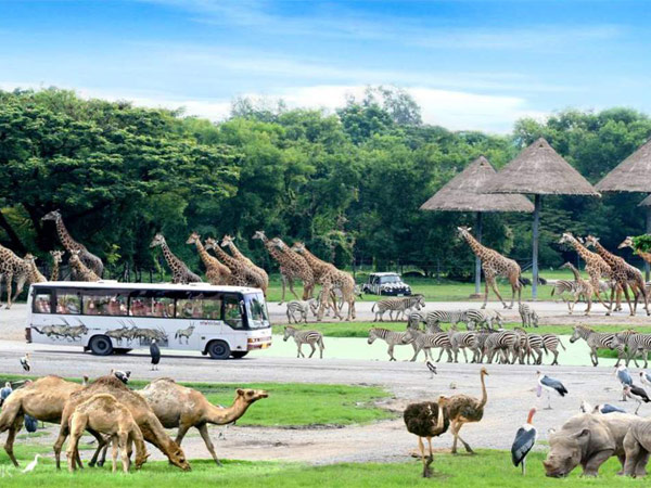 Bí kíp khám phá Safari World cho người lần đầu đi du lịch Thái Lan