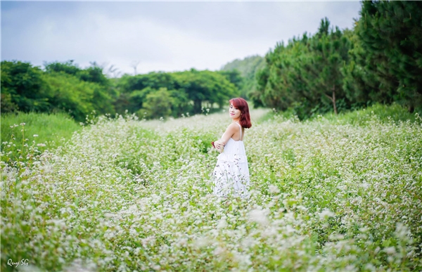 du lịch đà lạt, đà lạt, lâm đồng, phượt đà lạt, về đơn dương ngắm hoa tam giác mạch khoe sắc