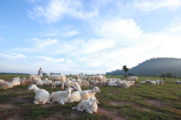 Có một “cánh đồng cừu” đẹp như mơ cách Sài Gòn chỉ 2 tiếng chạy xe