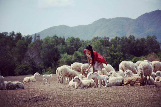 Đến cánh đồng cừu thu hút khách ở Bà Rịa – Vũng Tàu