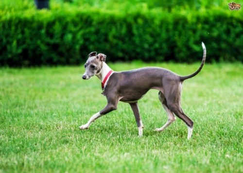 10 loài chó chạy nhanh nhất trên thế giới sẽ khiến bạn kinh ngạc