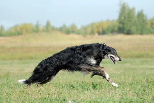 10 loài chó chạy nhanh nhất trên thế giới sẽ khiến bạn kinh ngạc