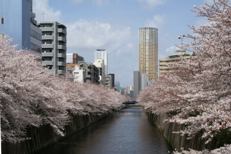 du lịch nhật bản mùa hoa anh đào: khám phá thủ đô tokyo