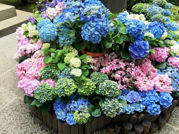 List 08 loài hoa ở Nhật Bản khiến khách du lịch say đắm
