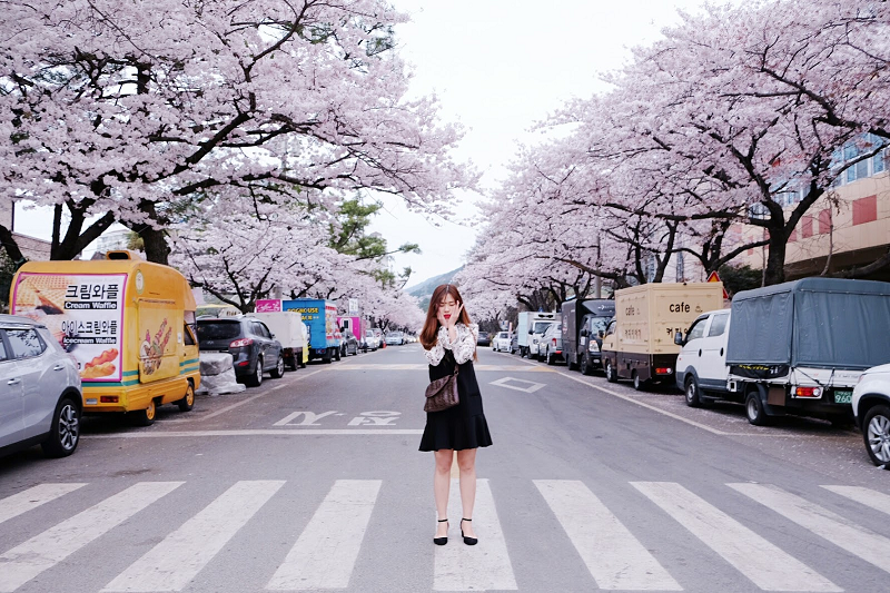 Ngây ngất trước vẻ đẹp Hàn Quốc vào mùa hoa Anh Đào