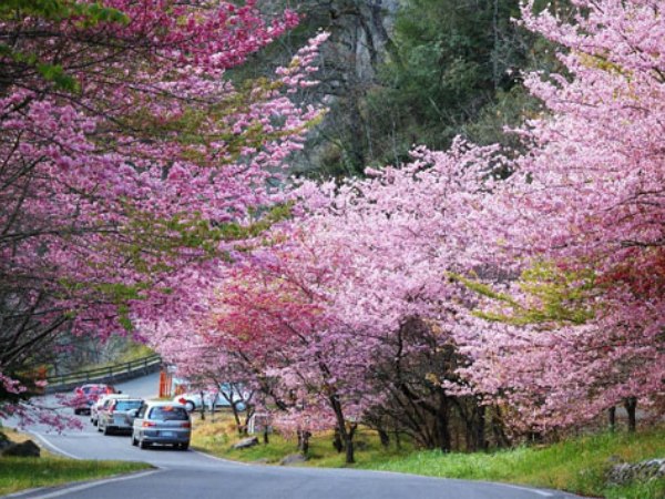 Có nên du lịch Nhật Bản mùa hoa Anh Đào này không?