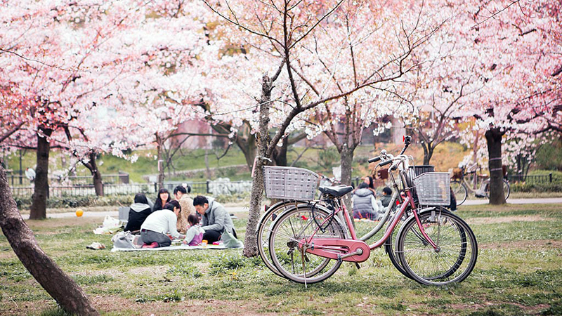 Du lịch Nhật Bản mùa hoa Anh Đào khoe sắc có gì hấp dẫn?