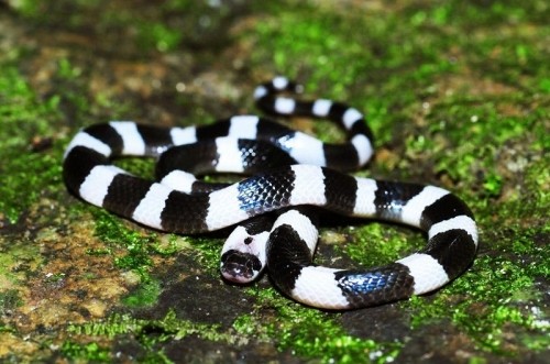 10 loài rắn nguy hiểm nhất thế giới