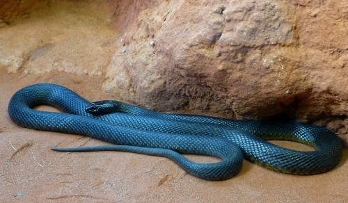 10 loài rắn nguy hiểm nhất thế giới