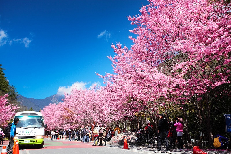 Top những điểm ngắm hoa Anh Đào đẹp nhất ở Đài Loan