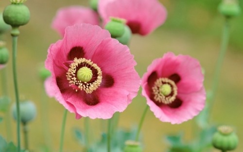 20 loài hoa đẹp nhất thế giới