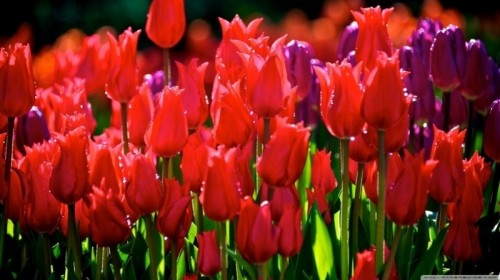 20 loài hoa đẹp nhất thế giới