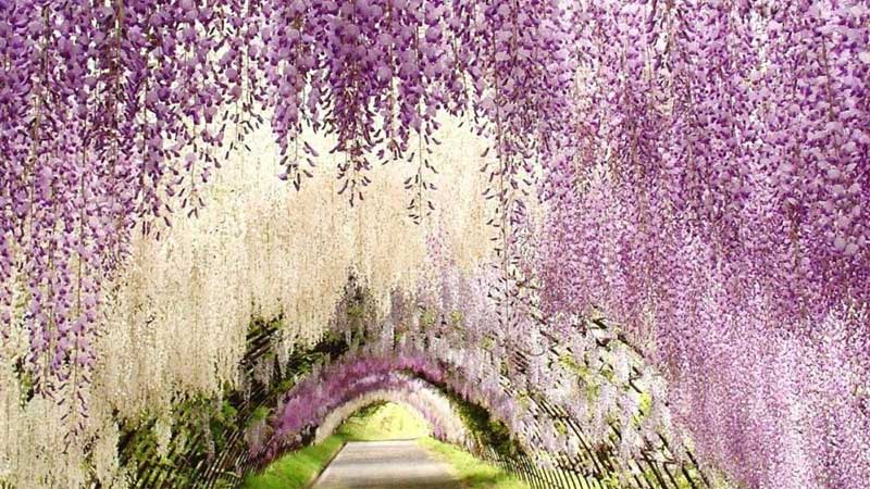 Du lịch Nhật Bản để khám phá công viên hoa tử đằng nở rực rỡ