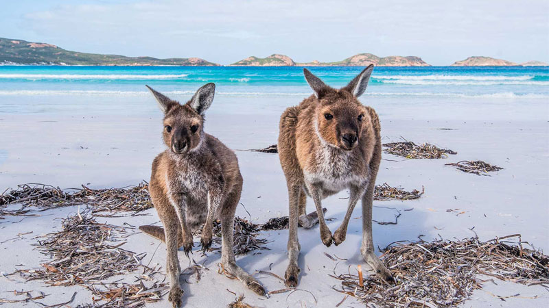 Nắm trong tay bí kíp du lịch Úc như người bản địa!